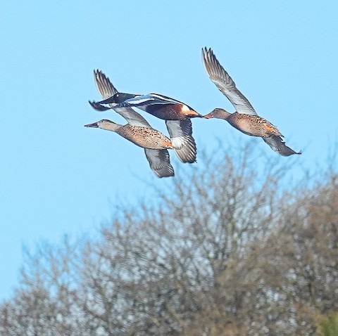 Northern Shoveler - Kathleen Horn