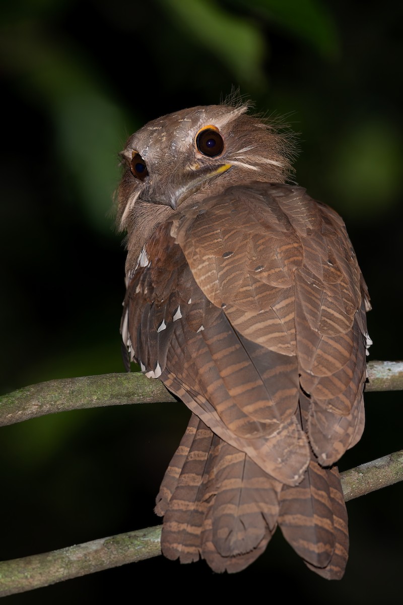 Large Frogmouth - ML613488089