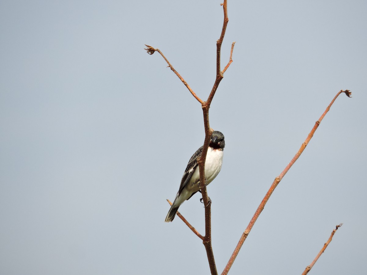 Chestnut-throated Seedeater - ML613488282