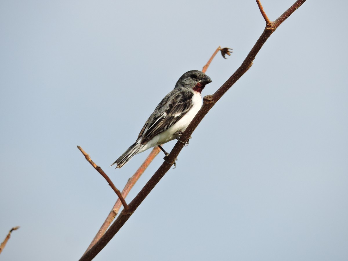 Chestnut-throated Seedeater - ML613488283