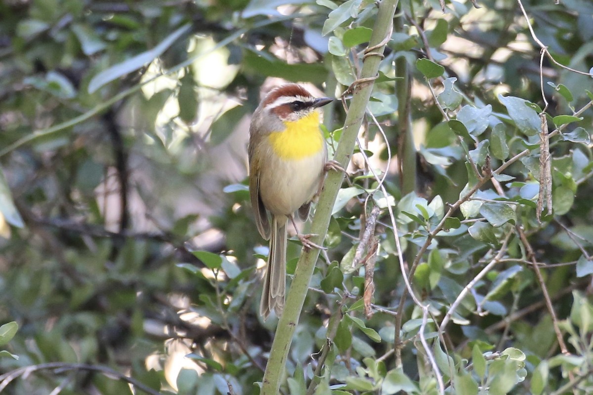 Rufous-capped Warbler - ML613488412