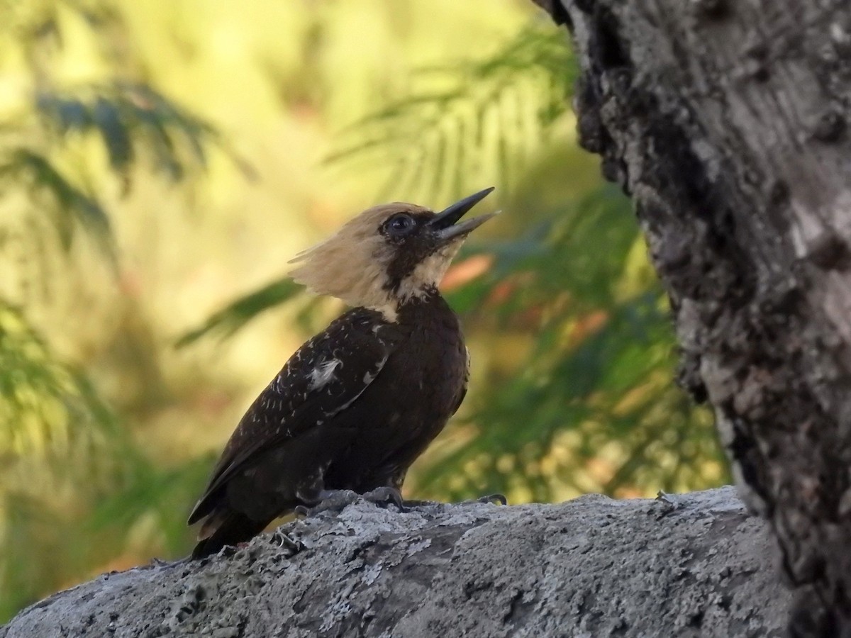 Pale-crested Woodpecker - ML613488515
