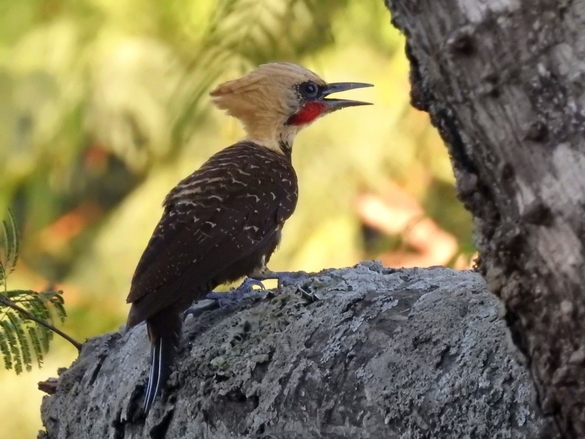 Pale-crested Woodpecker - ML613488516
