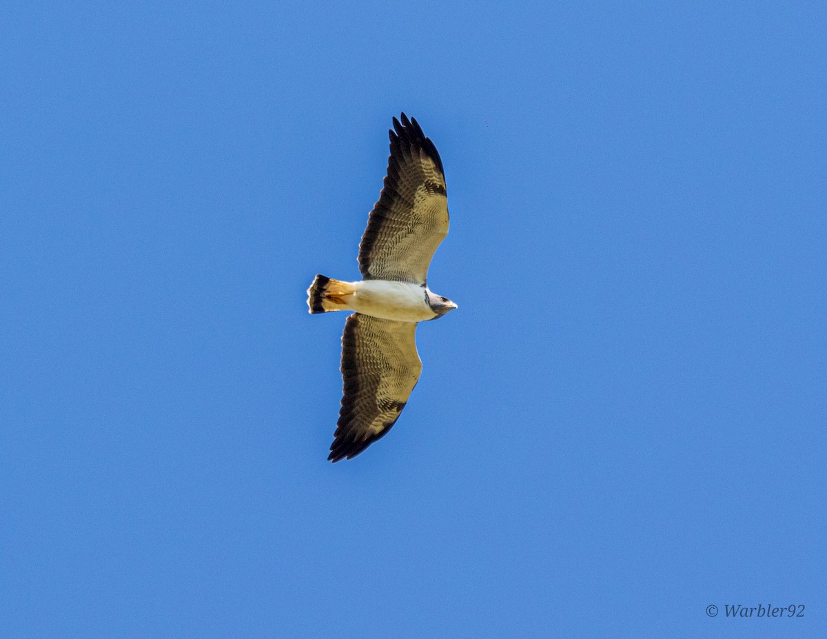 White-tailed Hawk - Uriel Mtnez