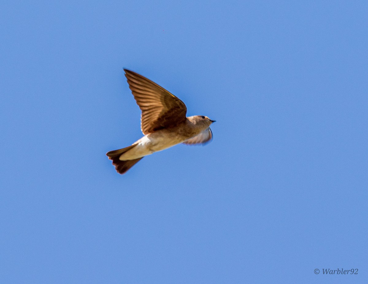 Northern Rough-winged Swallow - Uriel Mtnez