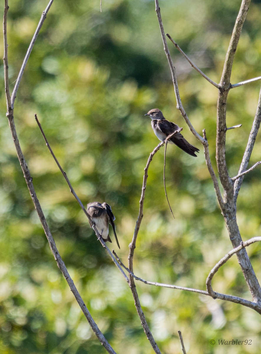 Northern Rough-winged Swallow - ML613488608