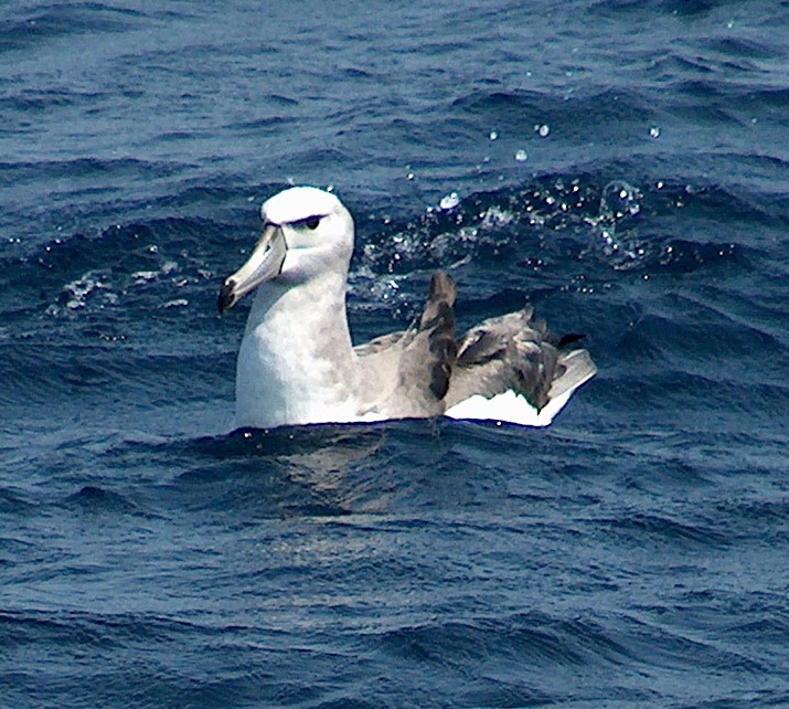 White-capped Albatross - ML613488645