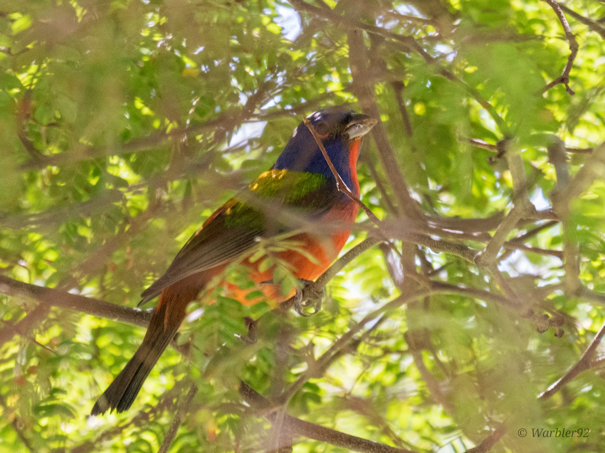 Painted Bunting - ML613488690