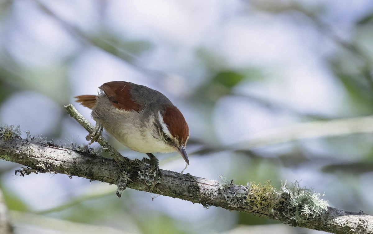 Line-cheeked Spinetail (Baron's) - ML613489291