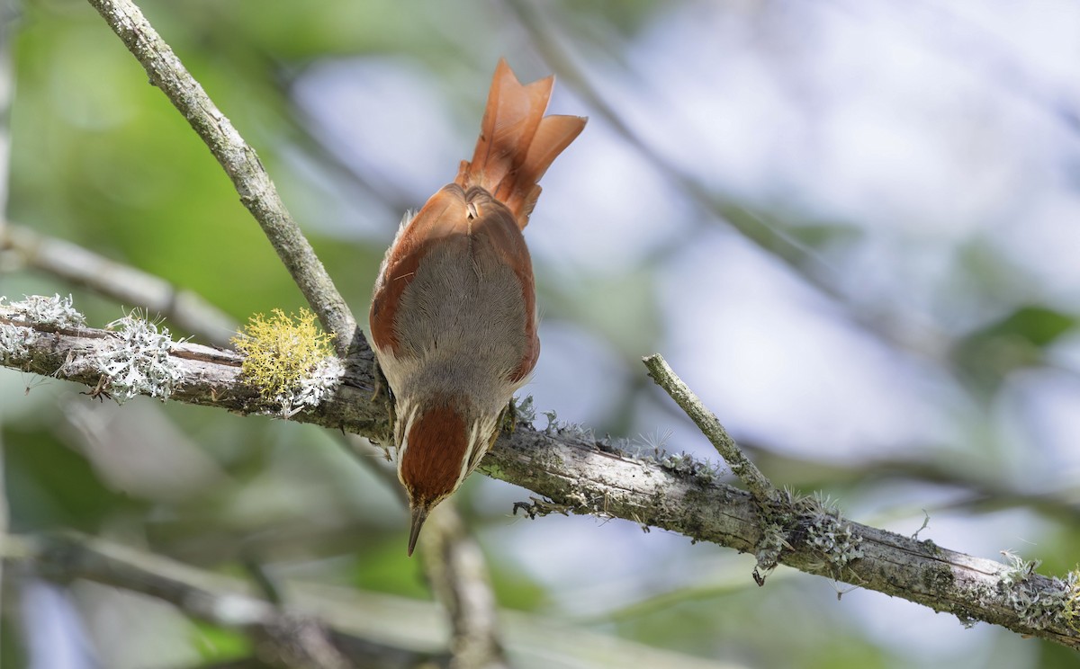 Line-cheeked Spinetail (Baron's) - ML613489292