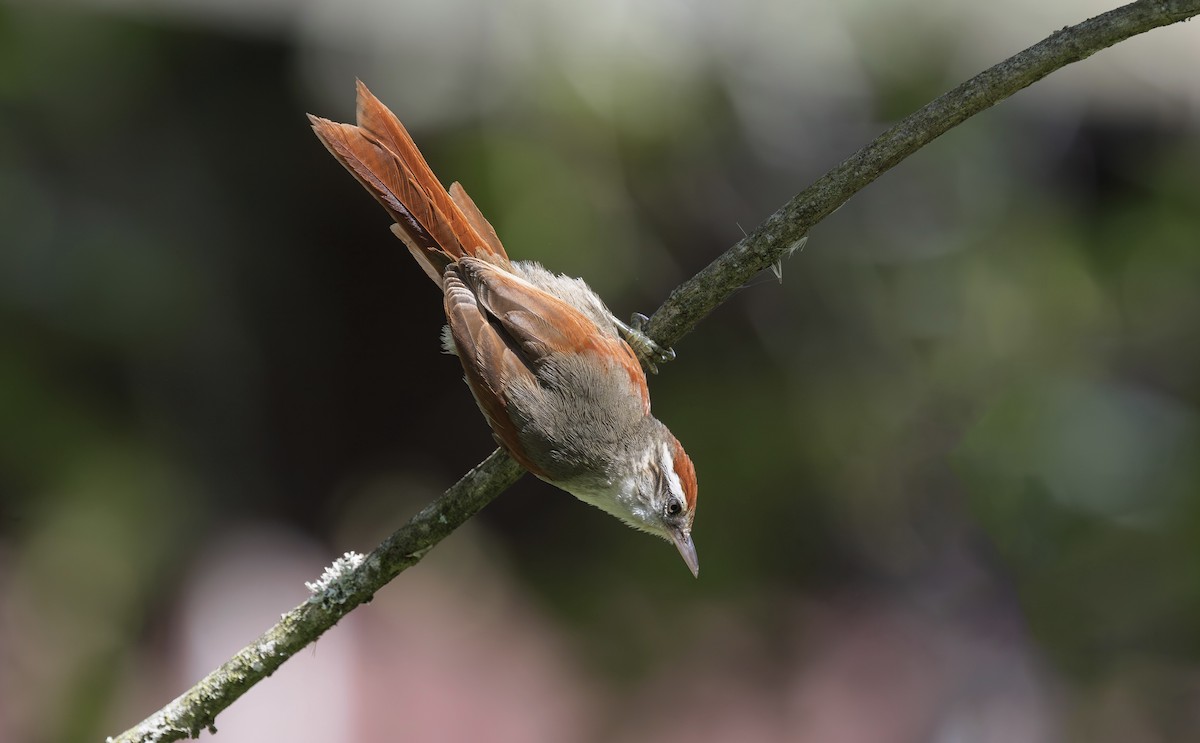 Line-cheeked Spinetail (Baron's) - ML613489294