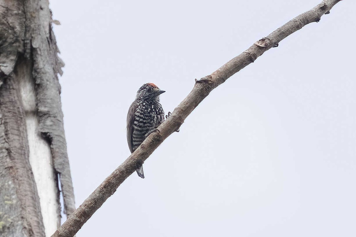 Speckle-chested Piculet - ML613489413
