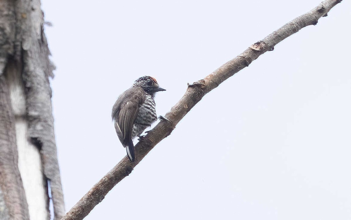 Speckle-chested Piculet - ML613489414