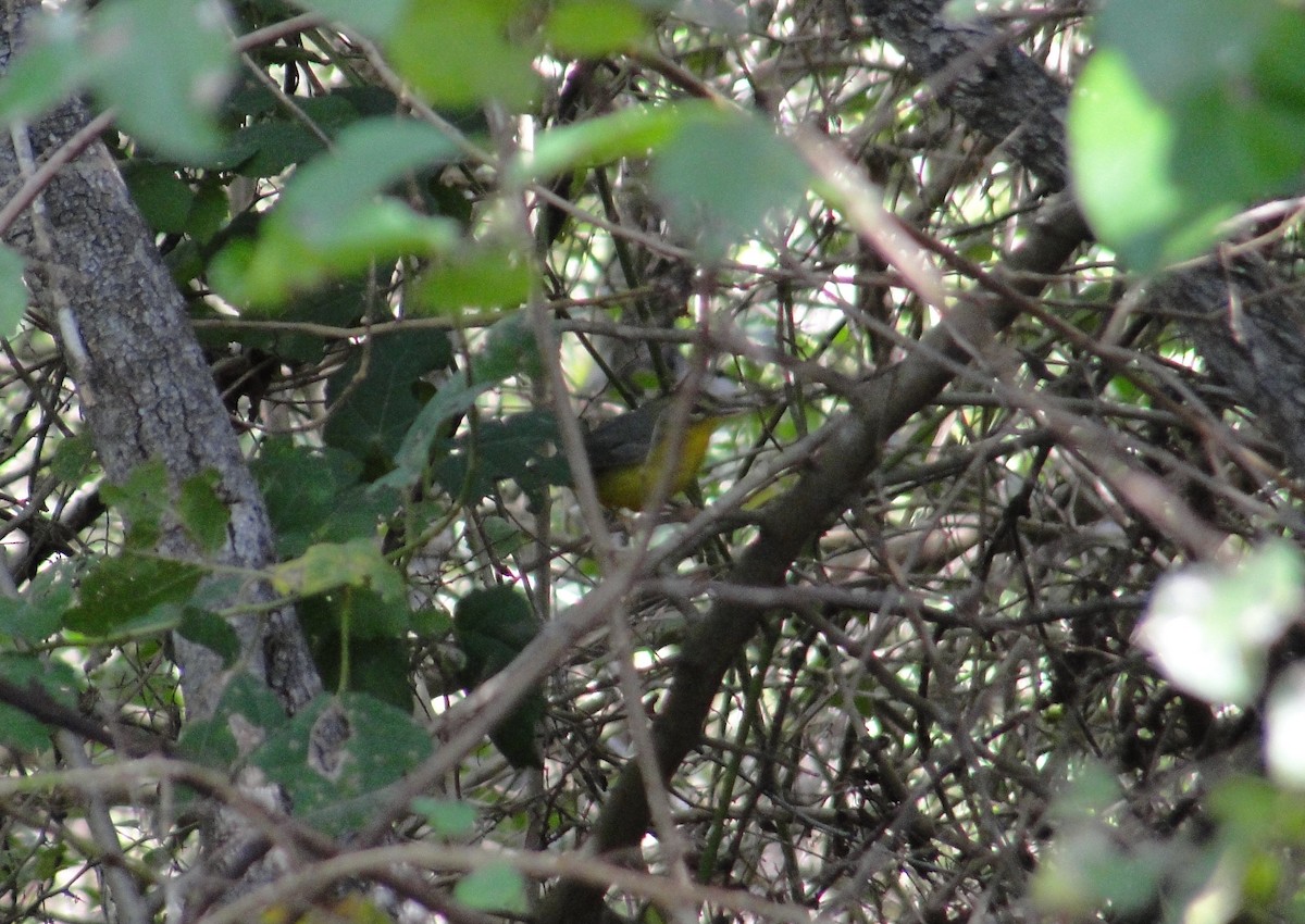 Golden-crowned Warbler - ML613489585