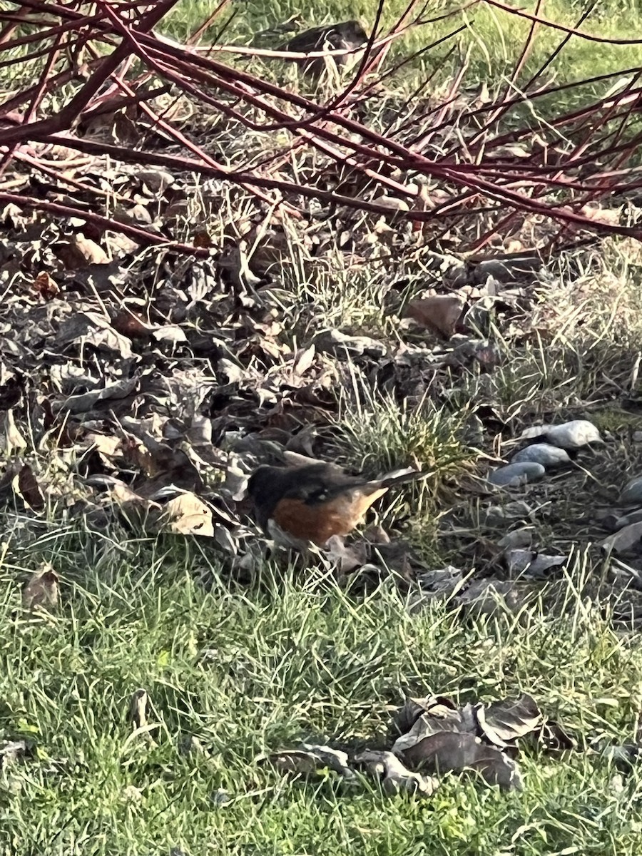 Spotted Towhee - ML613489601