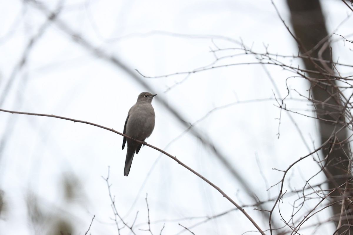 Townsend's Solitaire - ML613489684