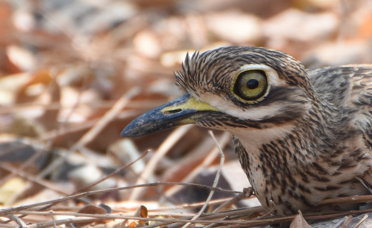 Indian Thick-knee - ML613489704