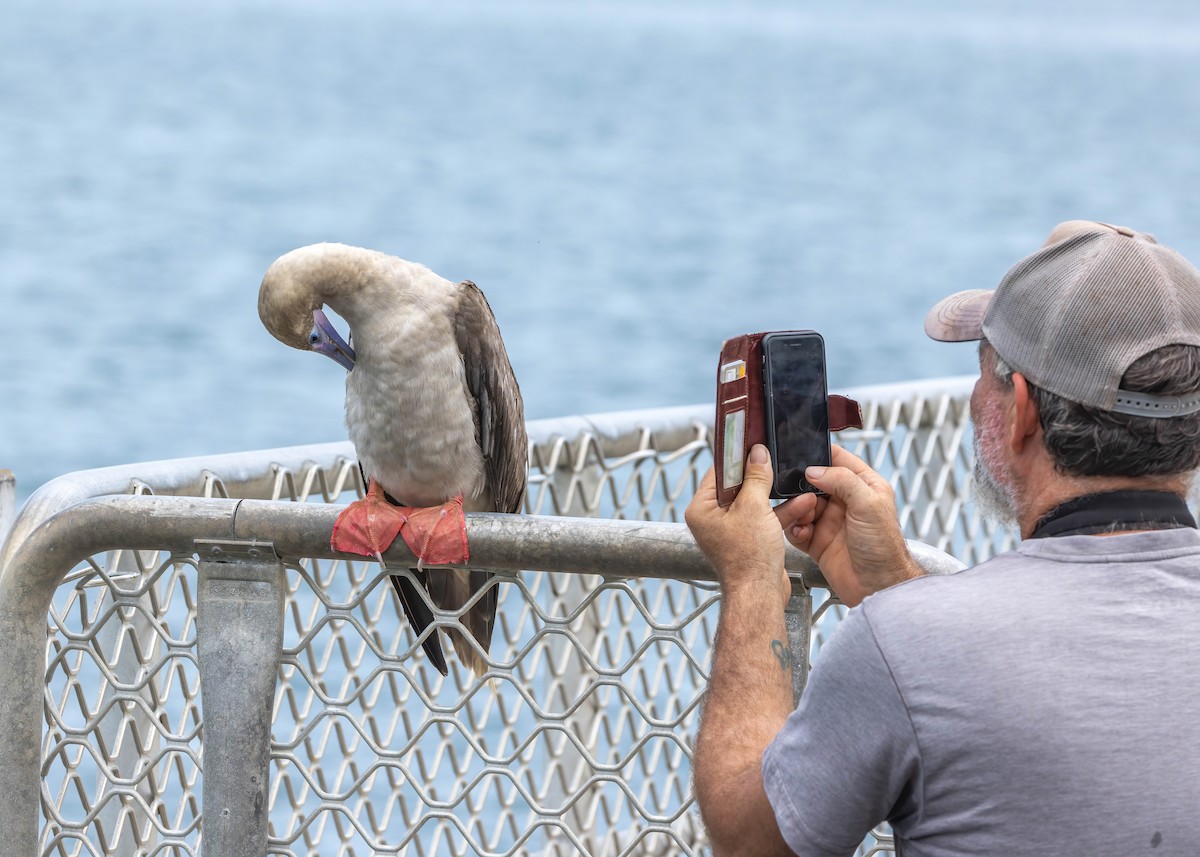 Red-footed Booby - ML613489765