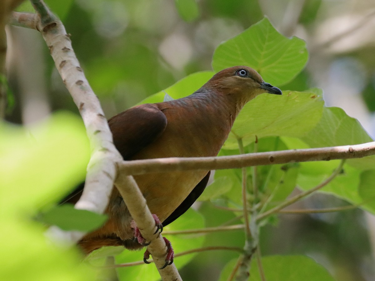 Brown Cuckoo-Dove - ML613489776