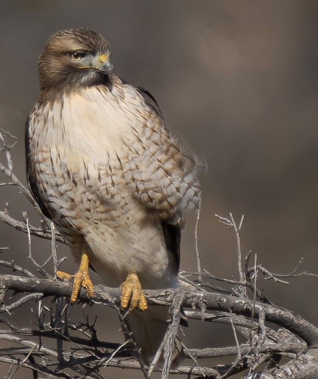 Red-tailed Hawk - ML613489821