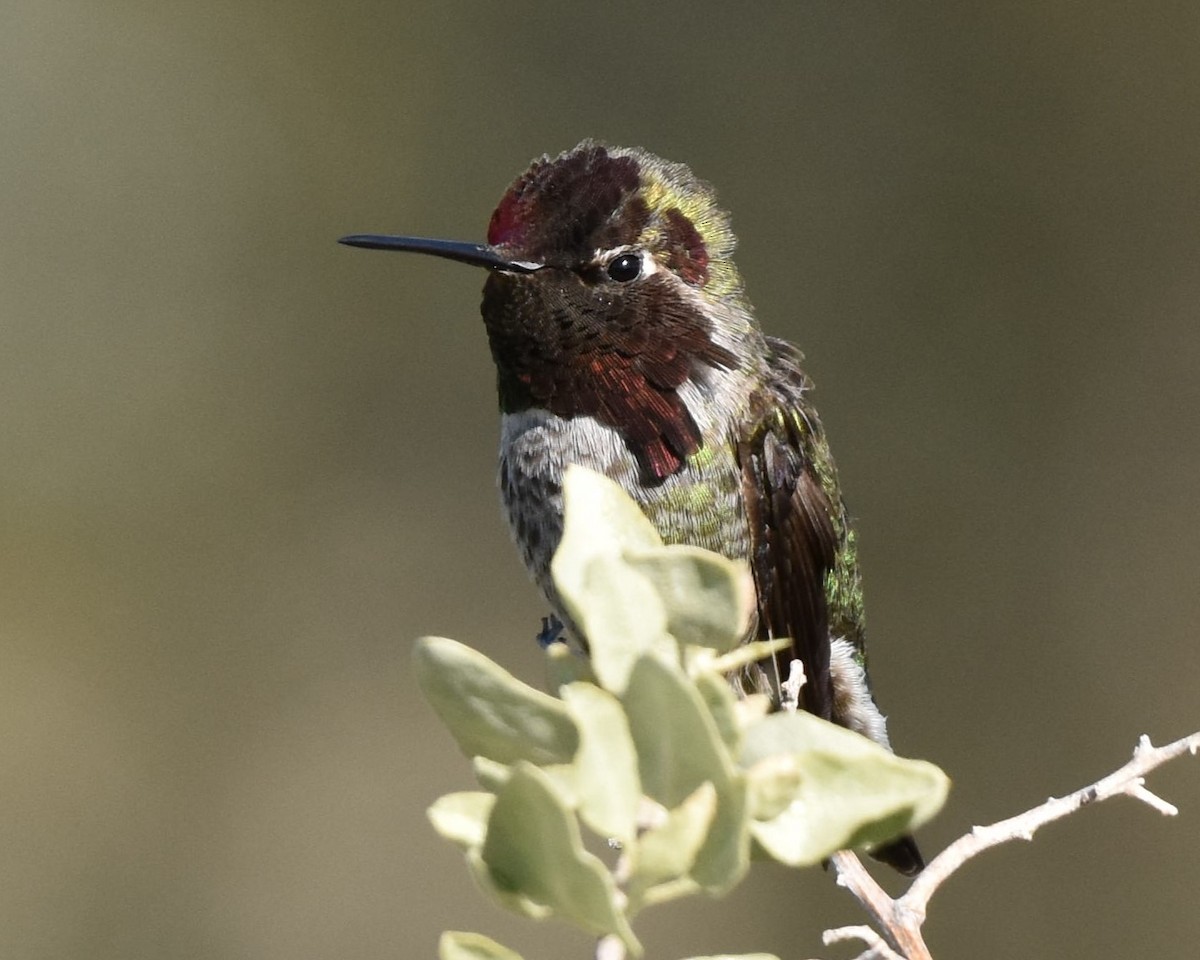 Anna's Hummingbird - ML613489870