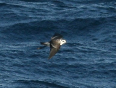 White-faced Storm-Petrel - ML613489872
