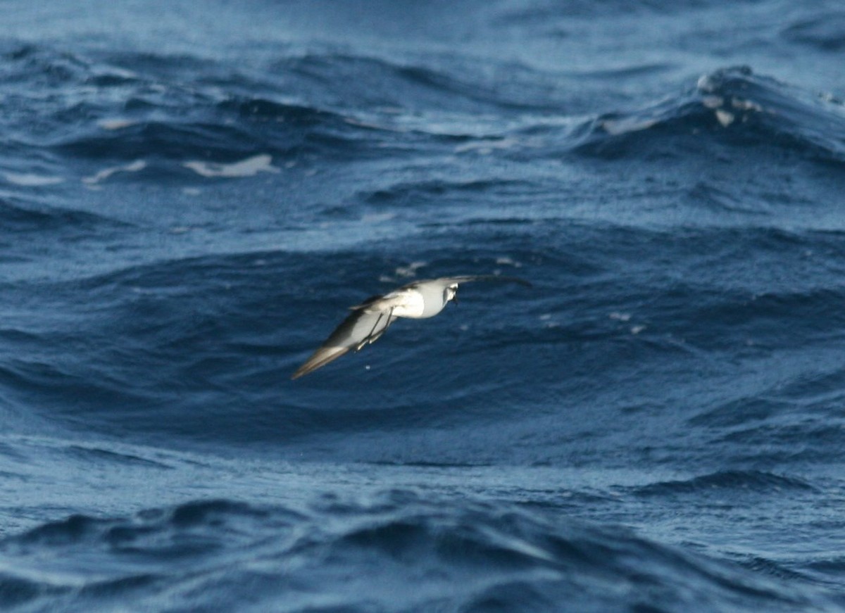 White-faced Storm-Petrel - ML613489873