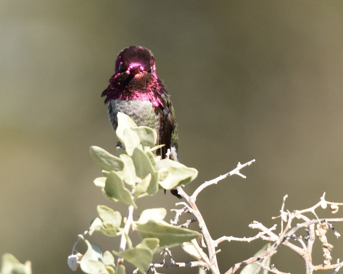 Anna's Hummingbird - ML613489880