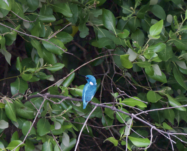 Small Blue Kingfisher - ML613489901