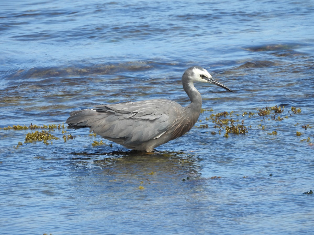 White-faced Heron - Kevin Rohling