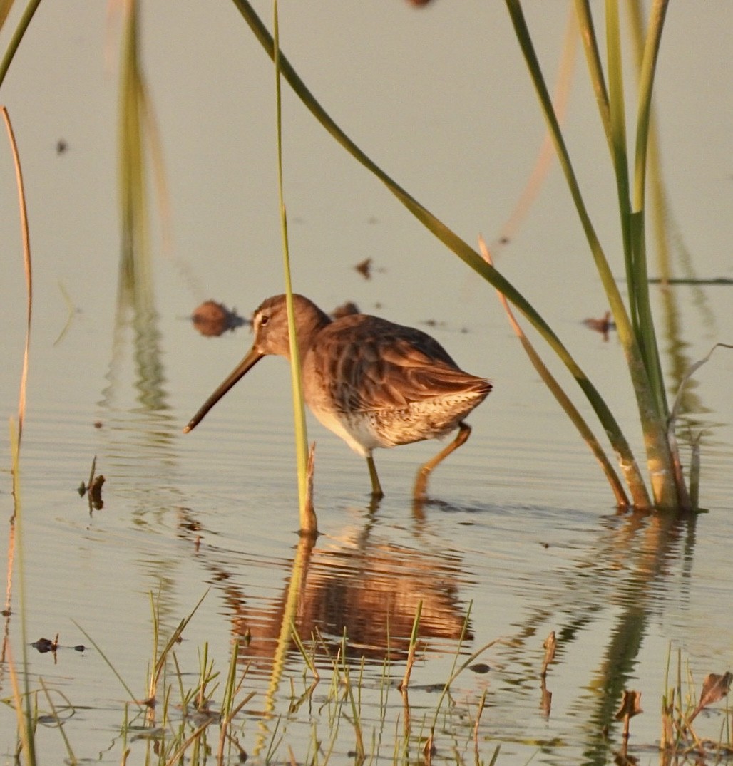 Long-billed Dowitcher - ML613490084