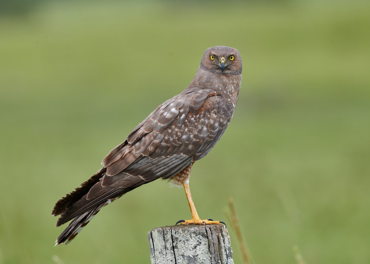 Spotted Harrier - ML613490316