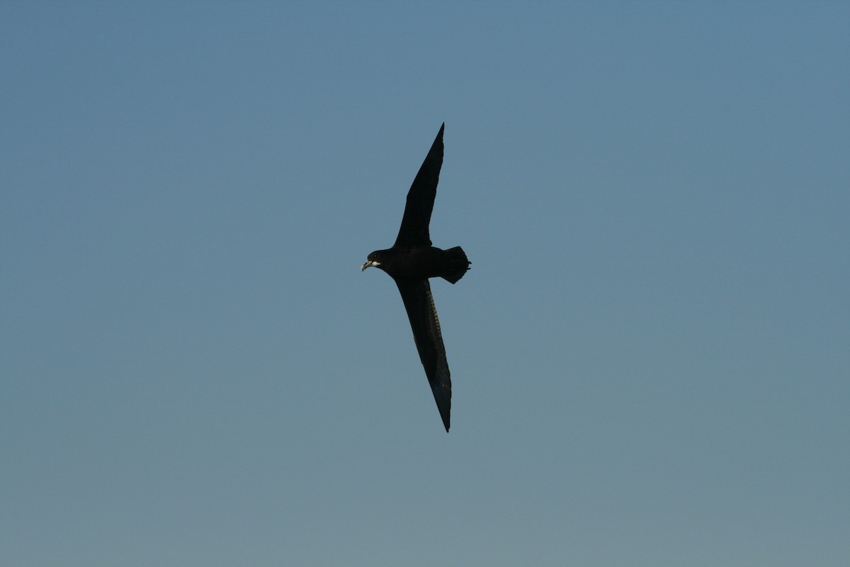 White-chinned Petrel - Andrew Sutherland