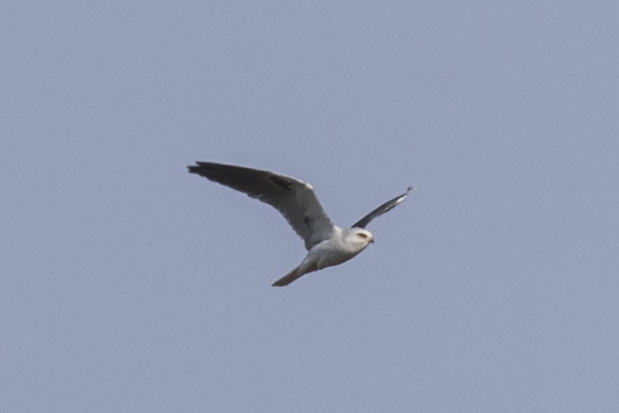 White-tailed Kite - ML613490471