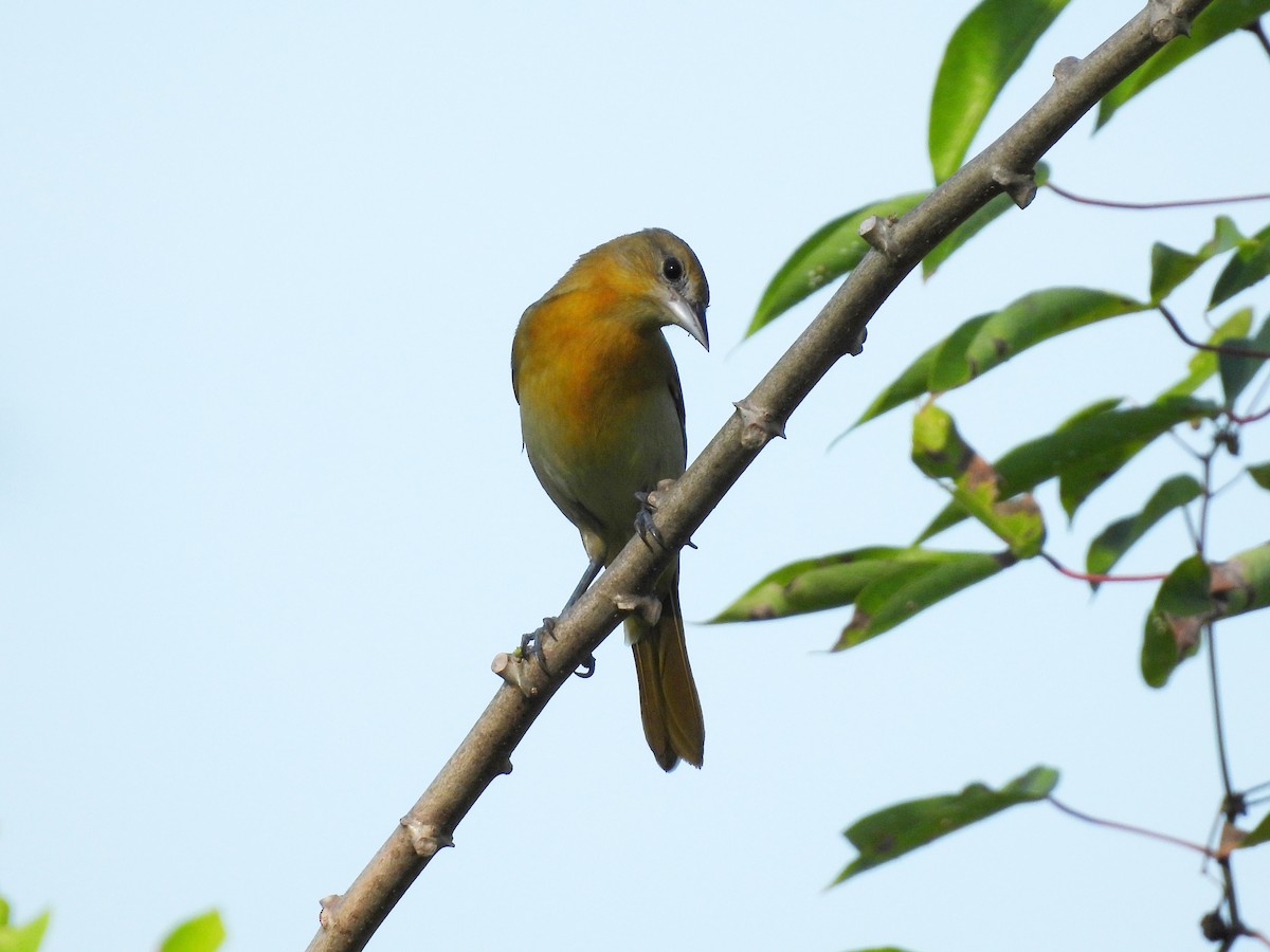 Orchard Oriole - ML613490657