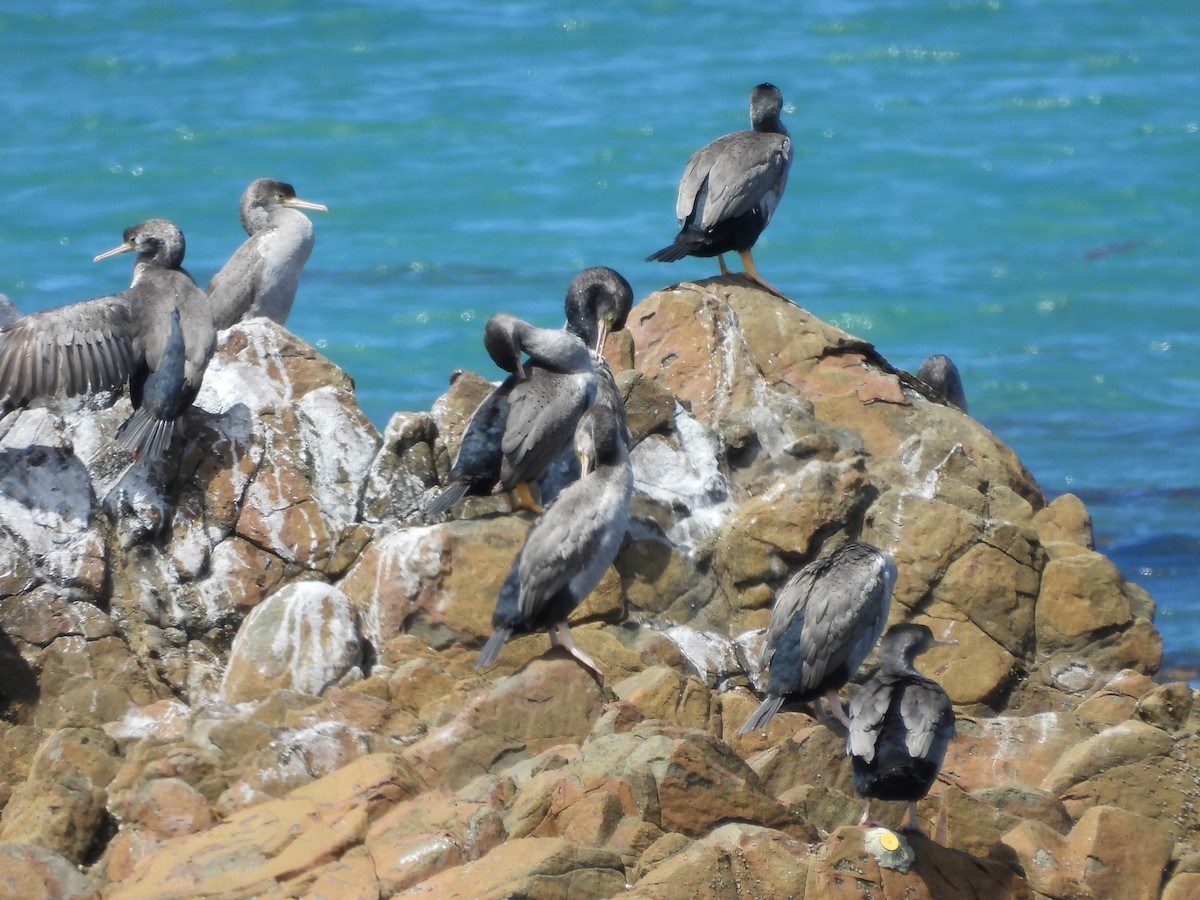 Spotted Shag - ML613490837