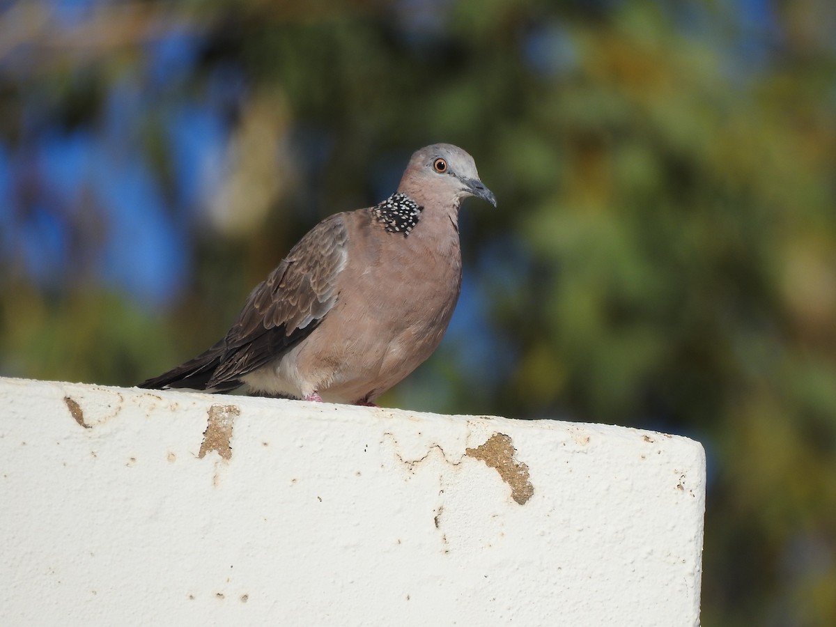 Spotted Dove - ML613490849