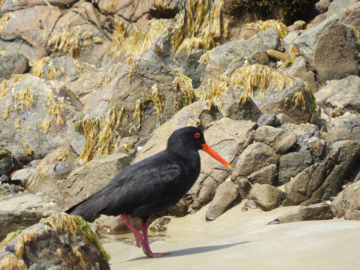 Variable Oystercatcher - Kimberly Rohling