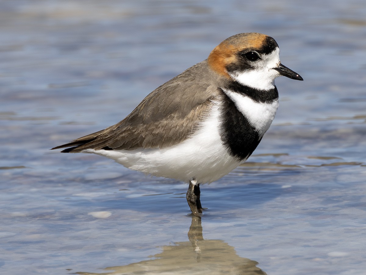 Two-banded Plover - ML613490893