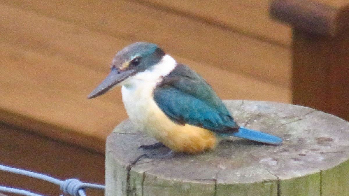 Sacred Kingfisher (New Zealand) - ML613490908