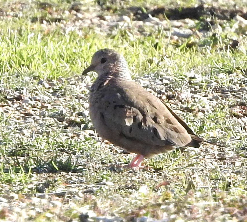 eBird Checklist - 13 Jan 2024 - India Road (SW of Wolf Springs Rd ...