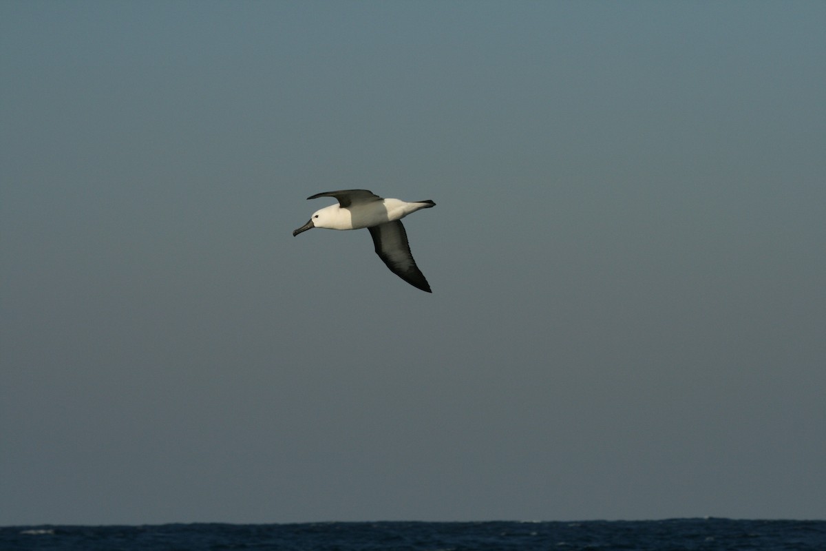 Indian Yellow-nosed Albatross - ML613491062