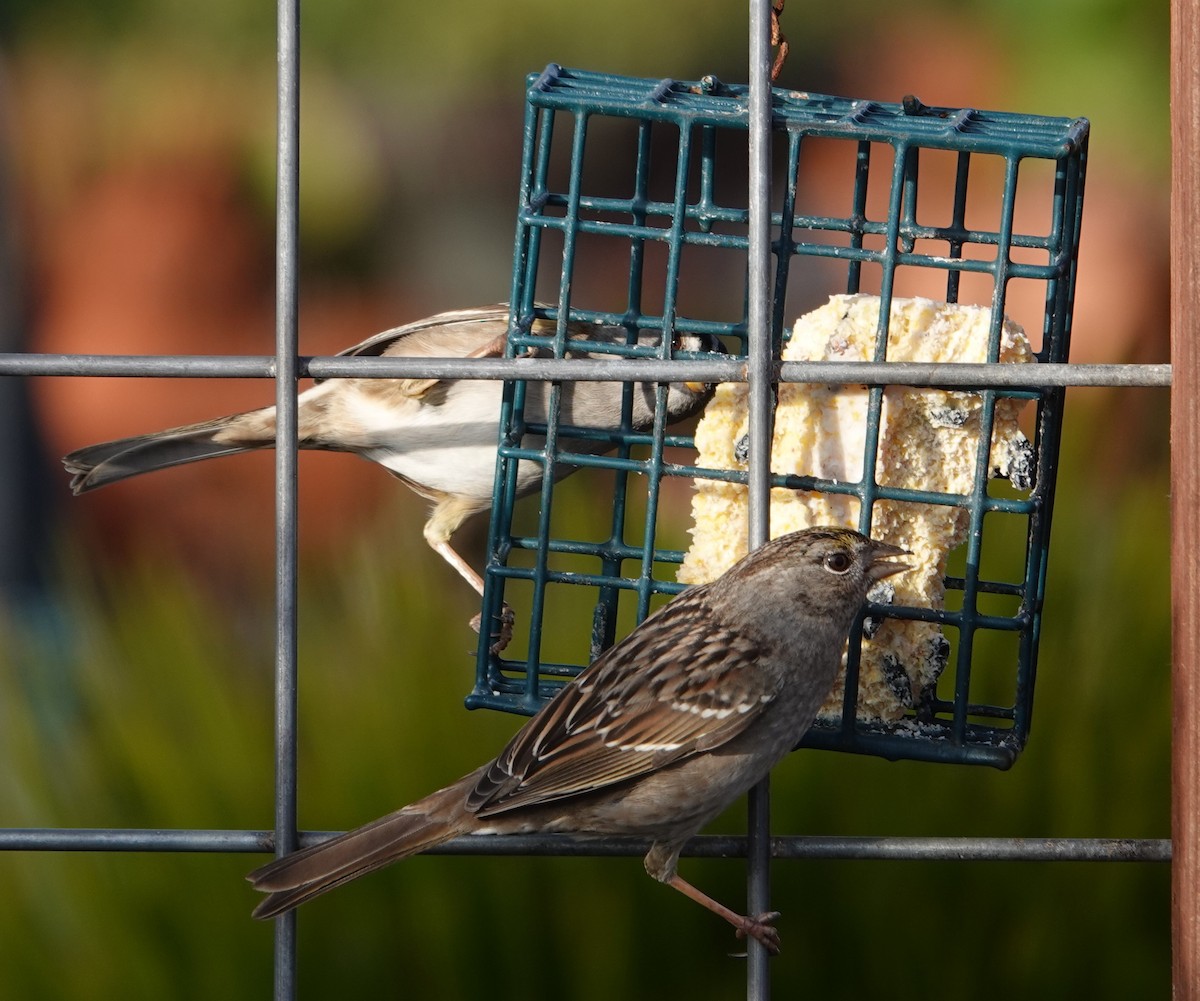 Golden-crowned Sparrow - ML613491404