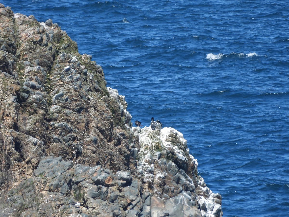Otago Karabatağı (chalconotus) - ML613491457