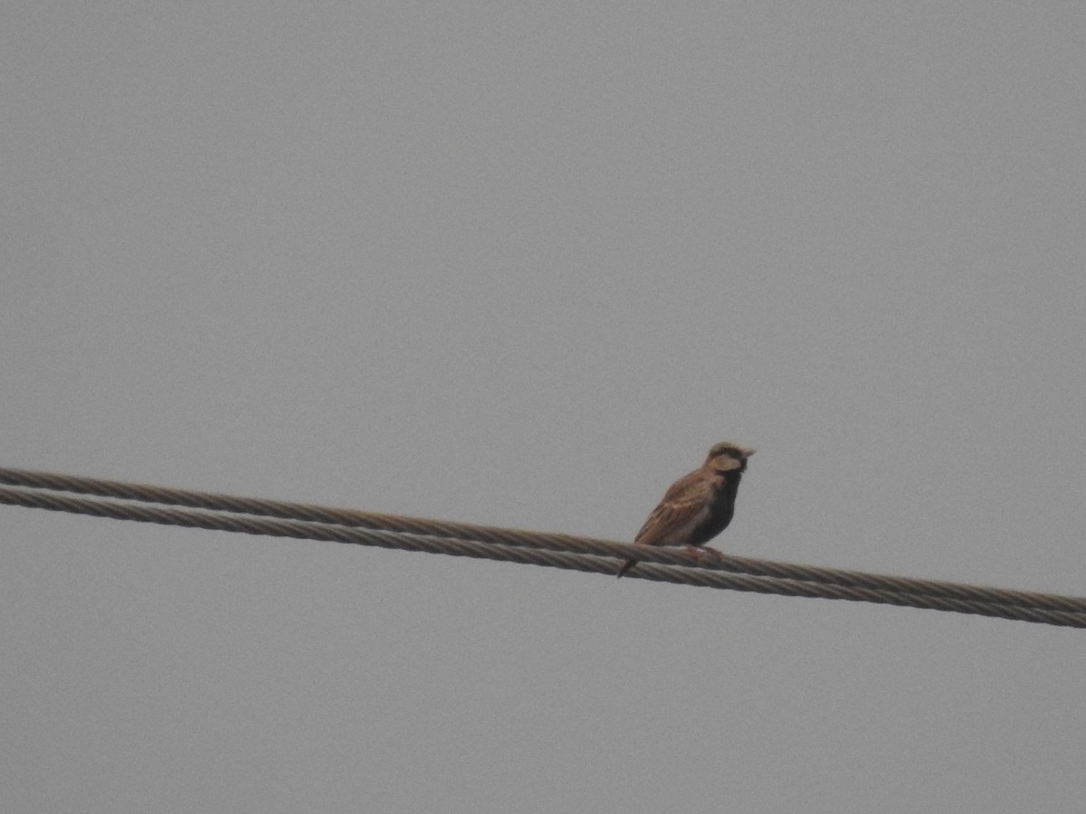 Ashy-crowned Sparrow-Lark - ML613491615