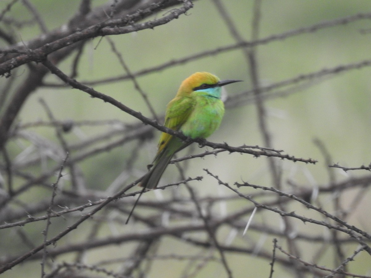 Asian Green Bee-eater - ML613491636