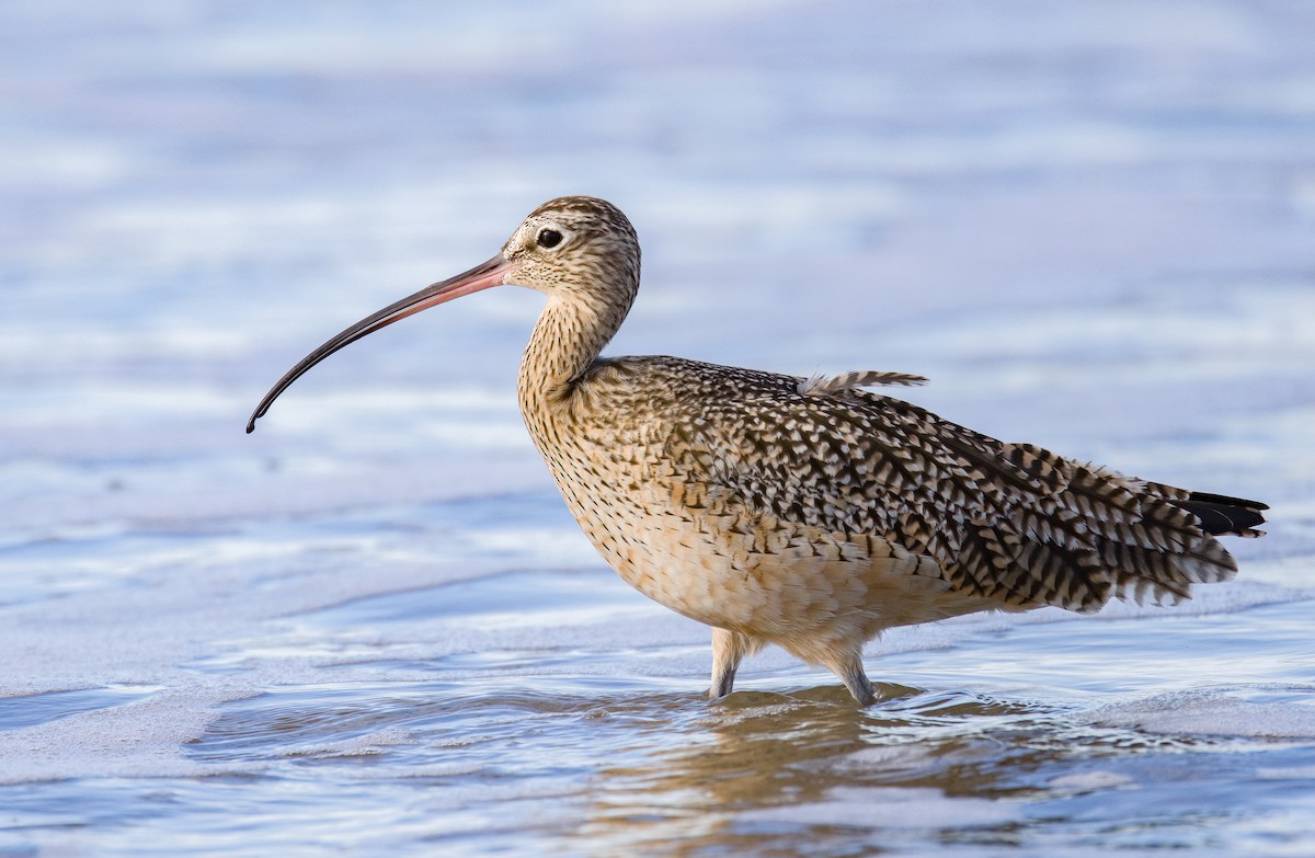 Long-billed Curlew - ML613491750