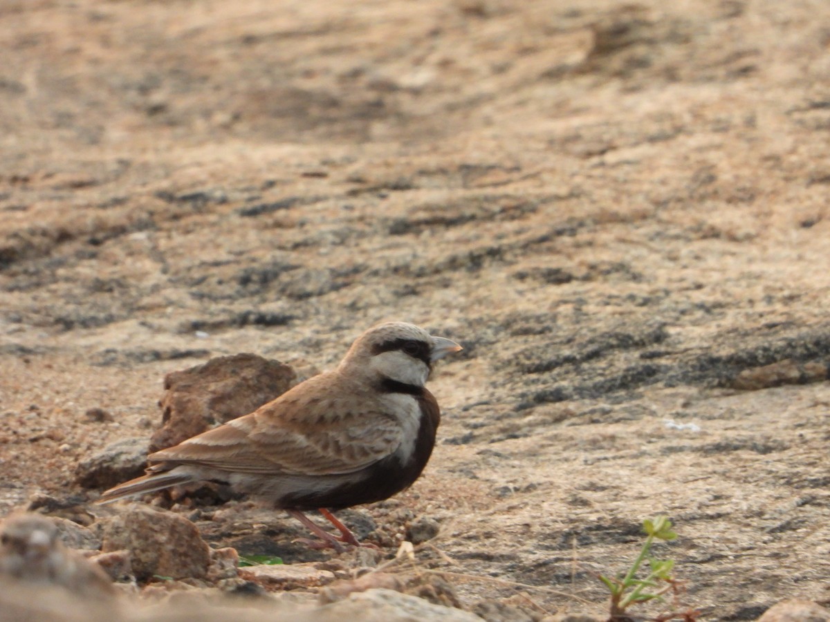 Ashy-crowned Sparrow-Lark - ML613491807
