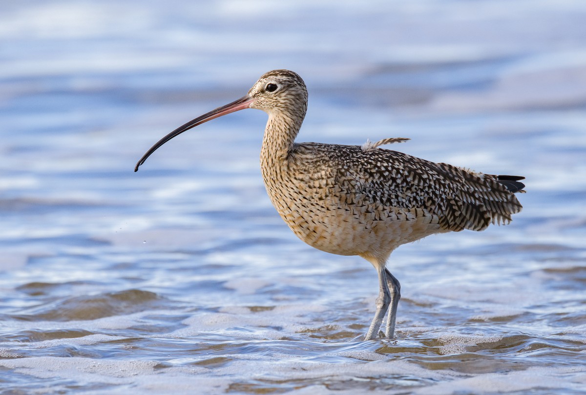 Long-billed Curlew - ML613492056
