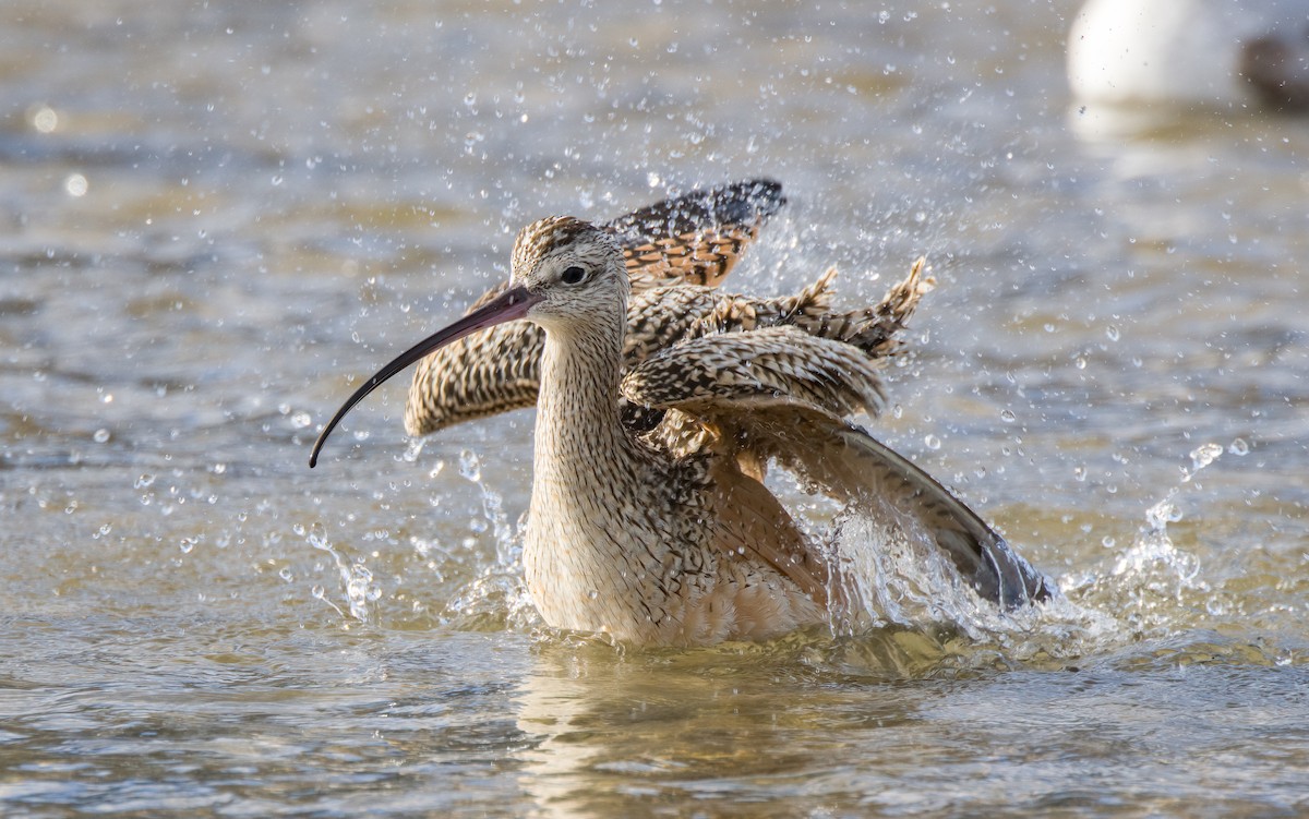Long-billed Curlew - ML613492081